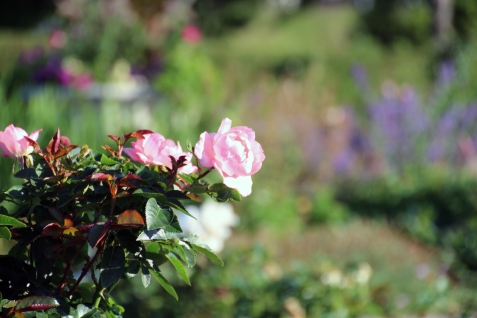 Pink Roses Leif Erickson Rose Garden